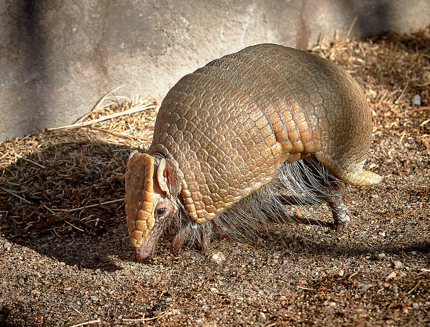 Armadillo left side walking on dirt area