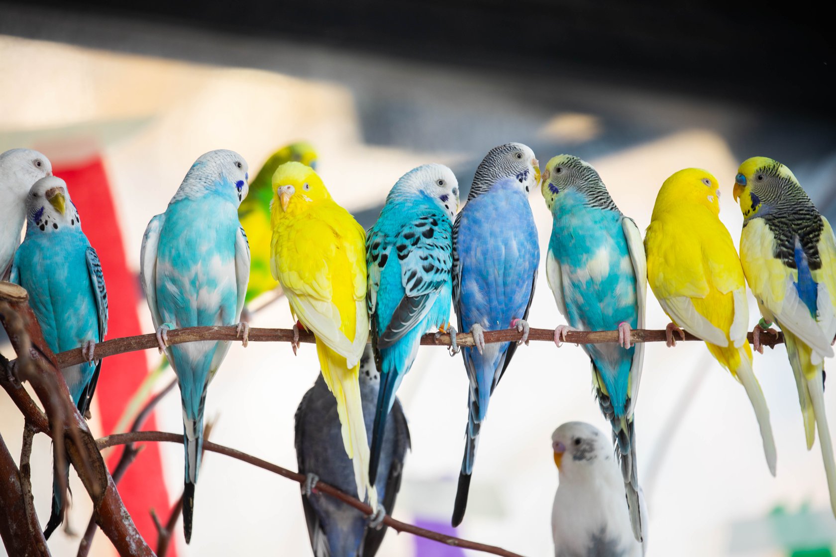 Many colorful budgies on a branch in Australia Walkabout