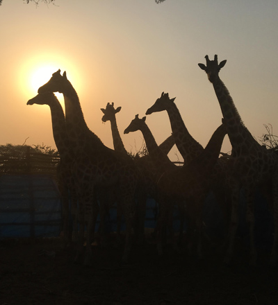 Wild giraffe in boma at sunset in Africa