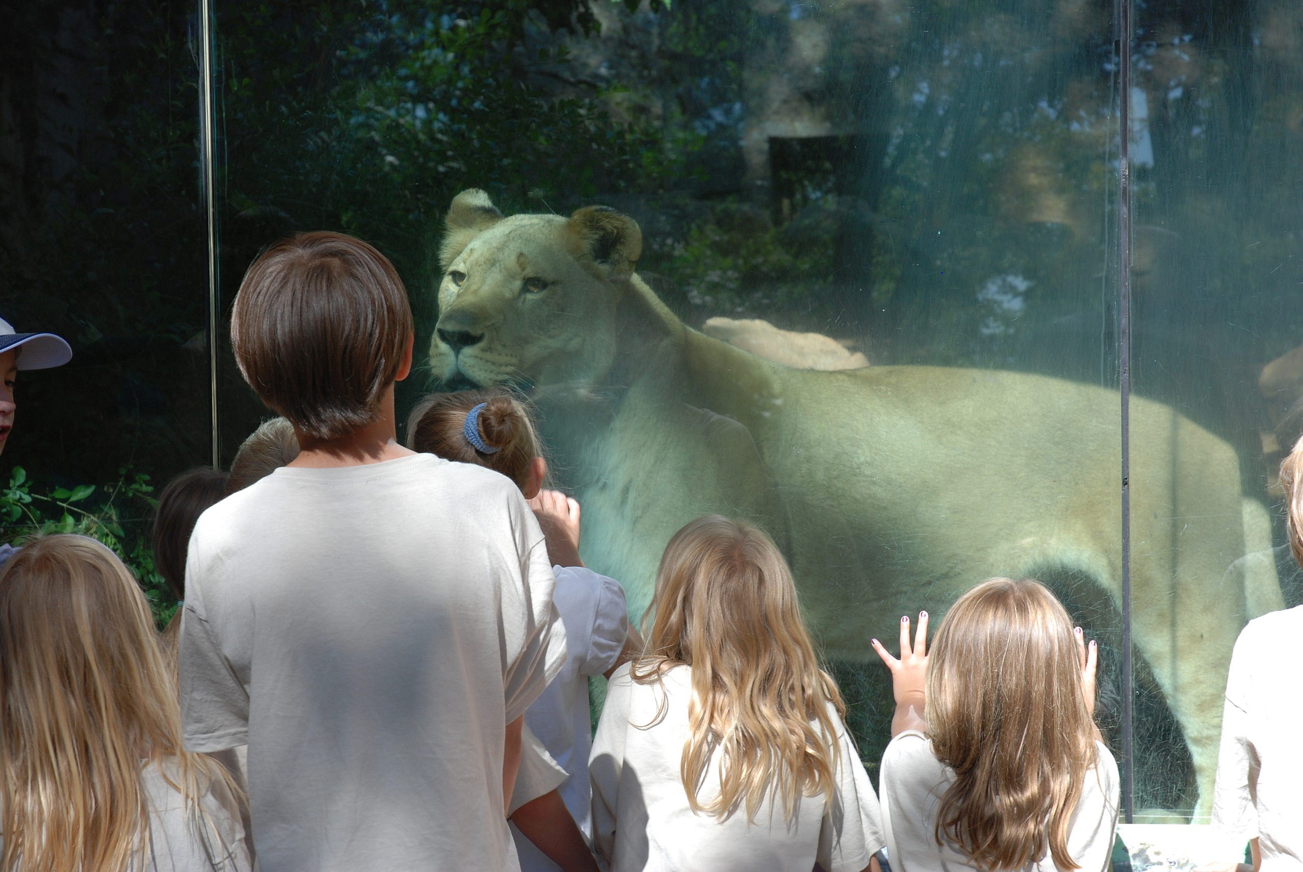 African lion keeper talk with kids watching lioness