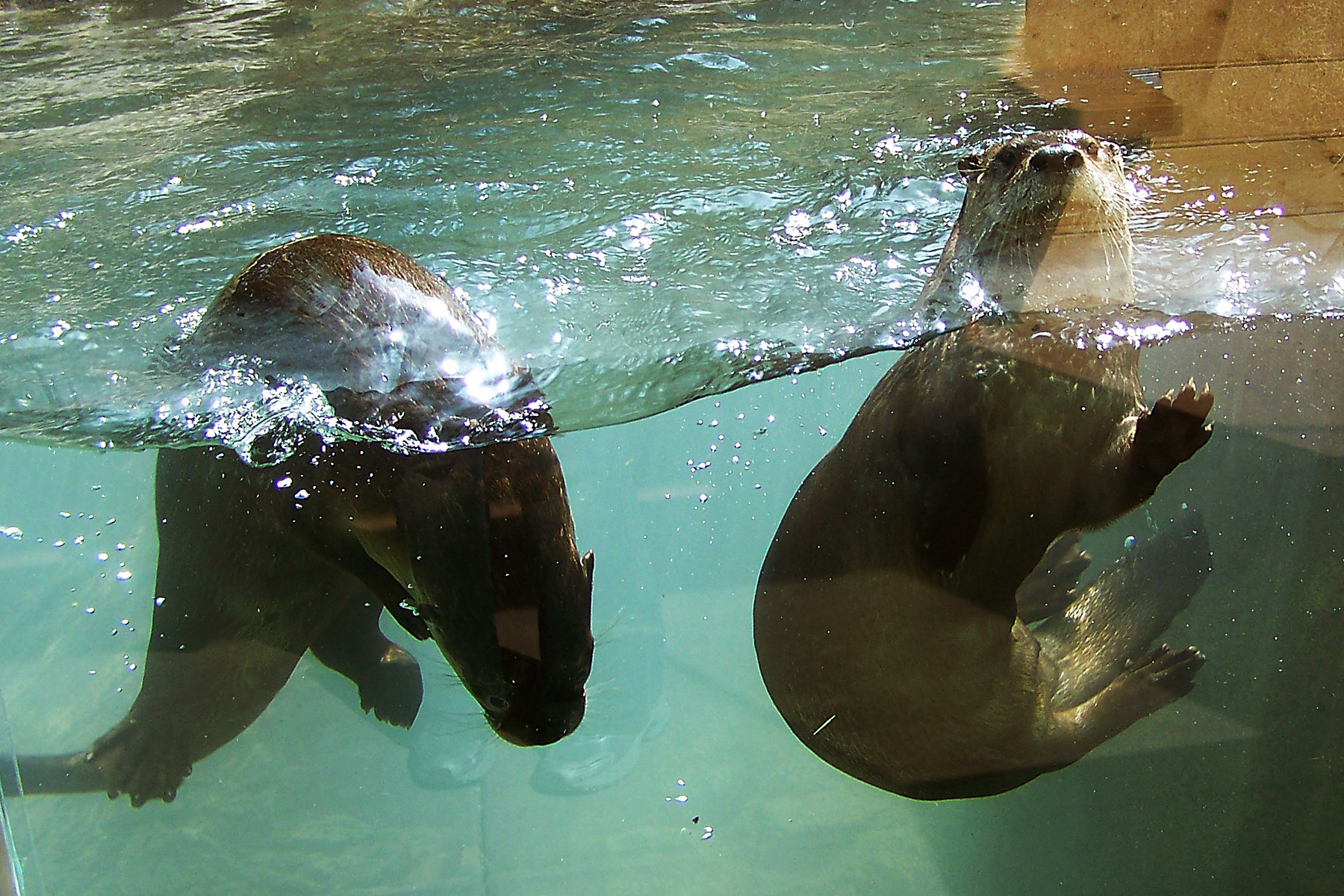 North American river otters frolicing in the water