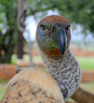 Portrait of griffon vulture