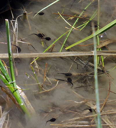 Portrait of Wyoming toad tadpole