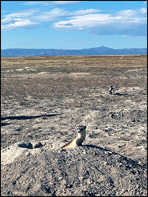 Portrait of three black-footed ferrets