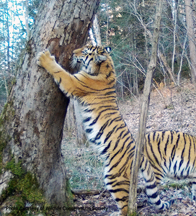 Wild Amur tiger scratching a tree in the forest