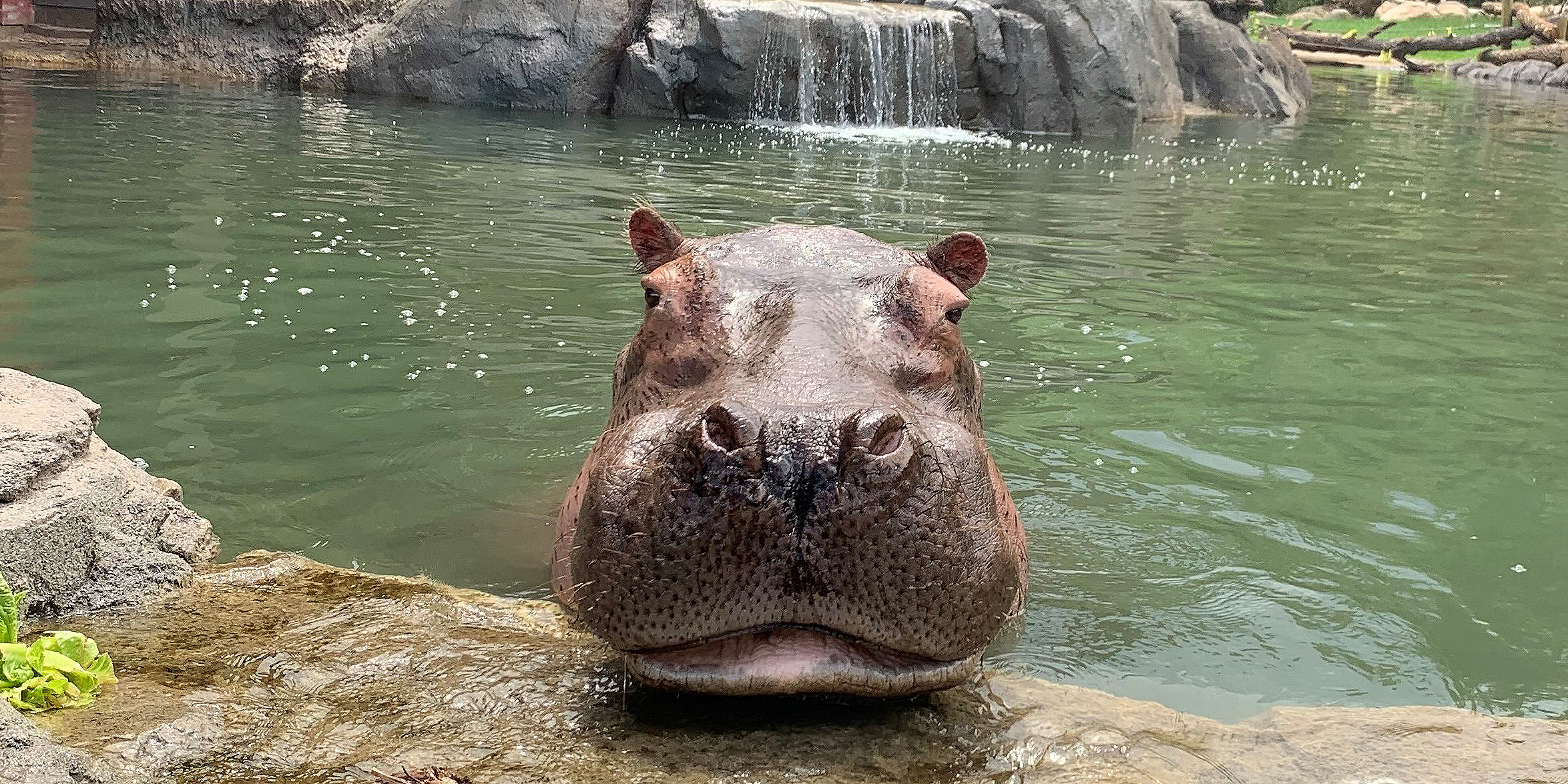 Nile hippo Kasai by the waterfall in Water's Edge: Africa